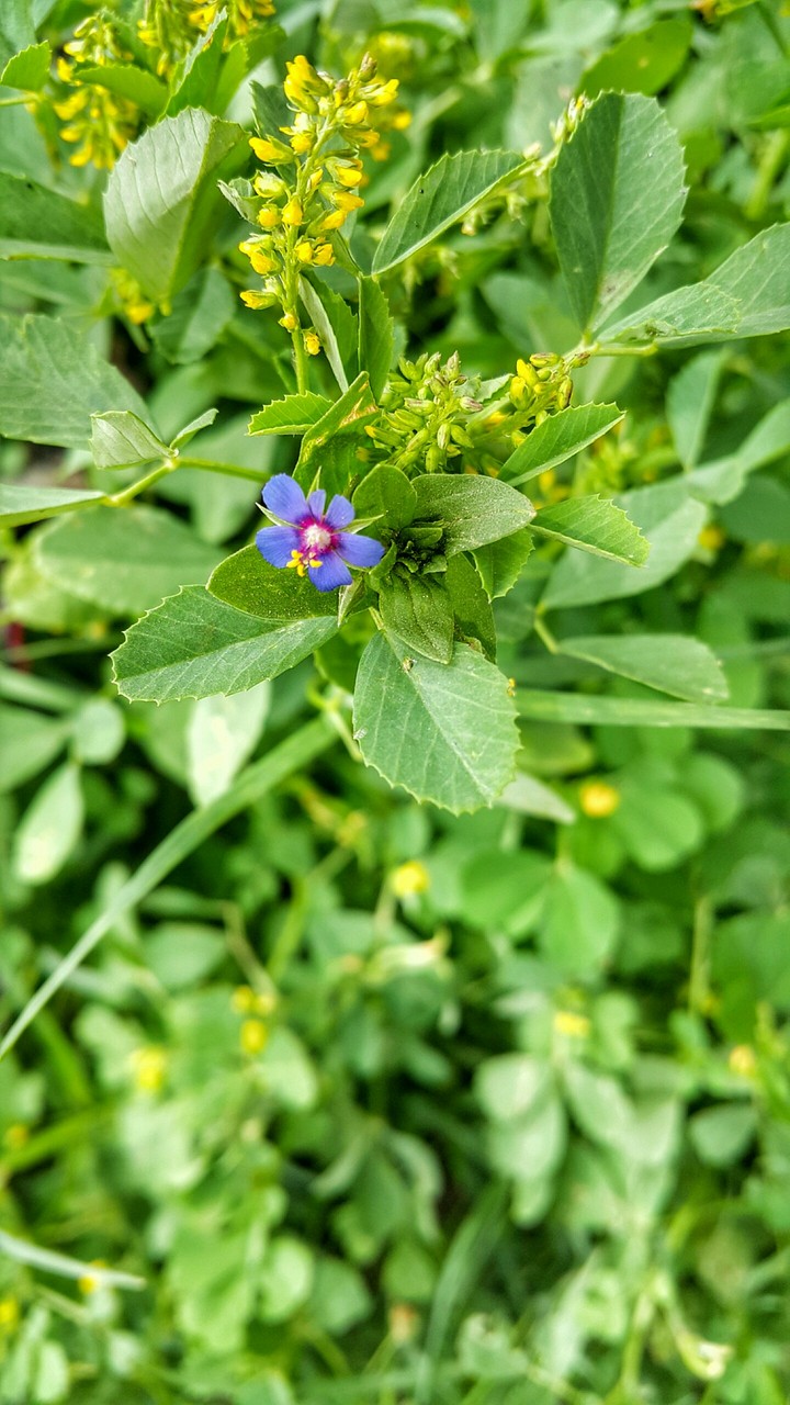 a flower
