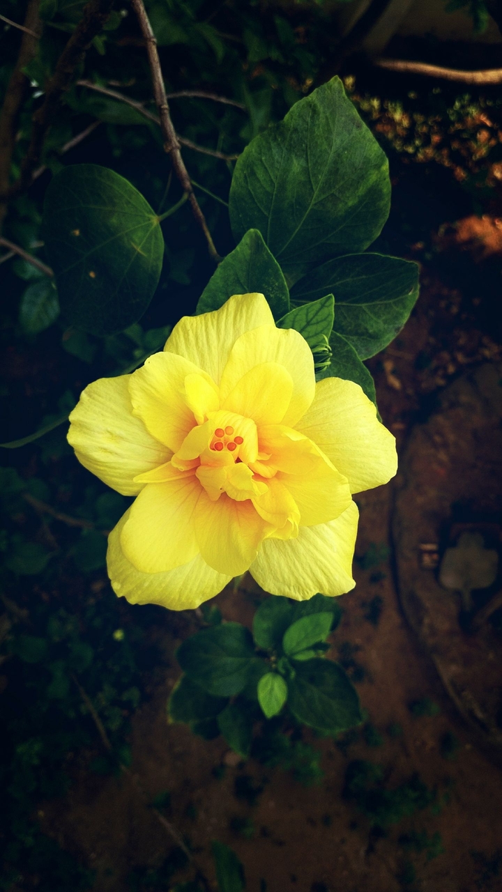 Yellow Beauty