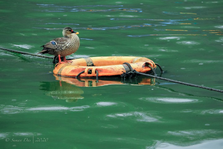 sleeping duck