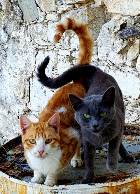 They makes a shape of the heard with their tails !!