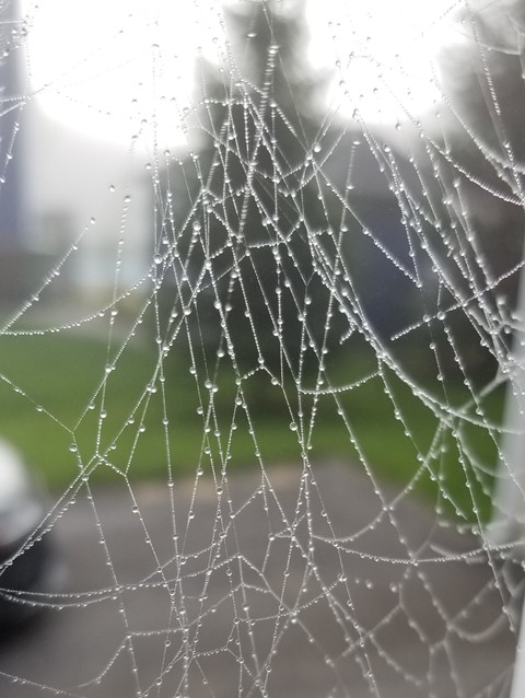 spiderweb !!