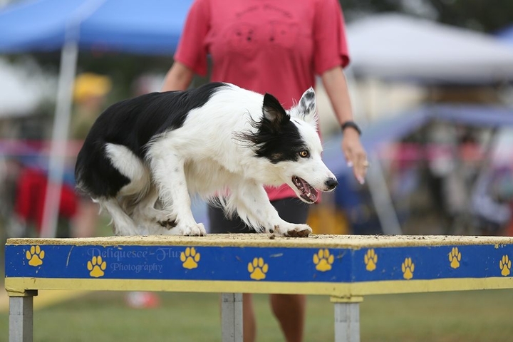 The Border Collie Because There Is No Better Dog