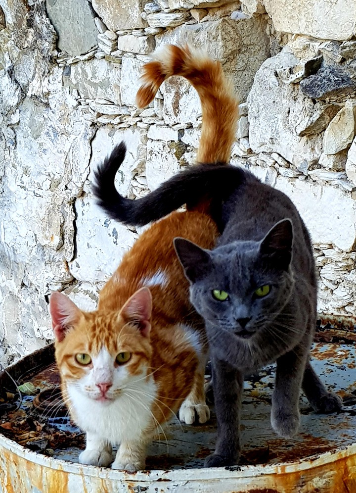 They makes a shape of the heard with their tails !!