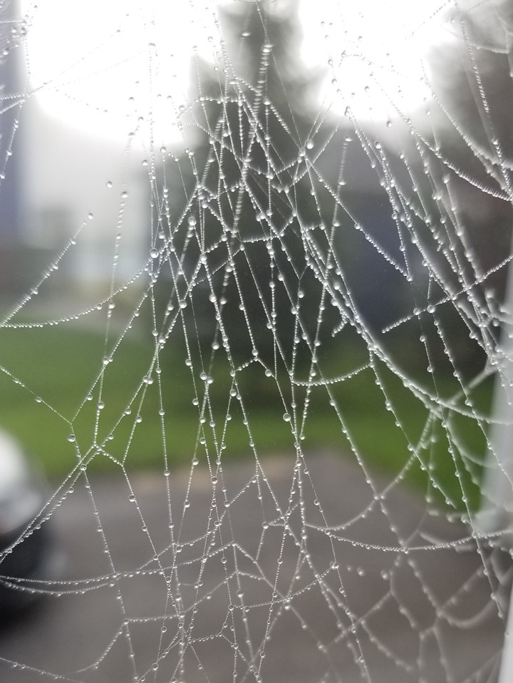 spiderweb !!