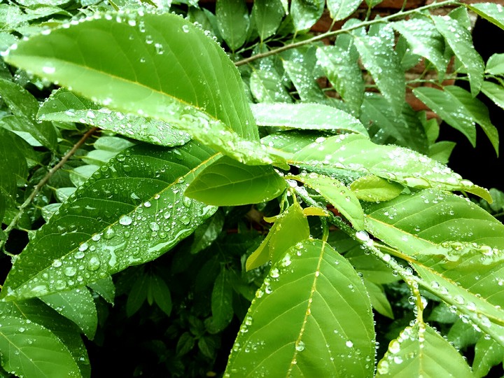 Rain Water