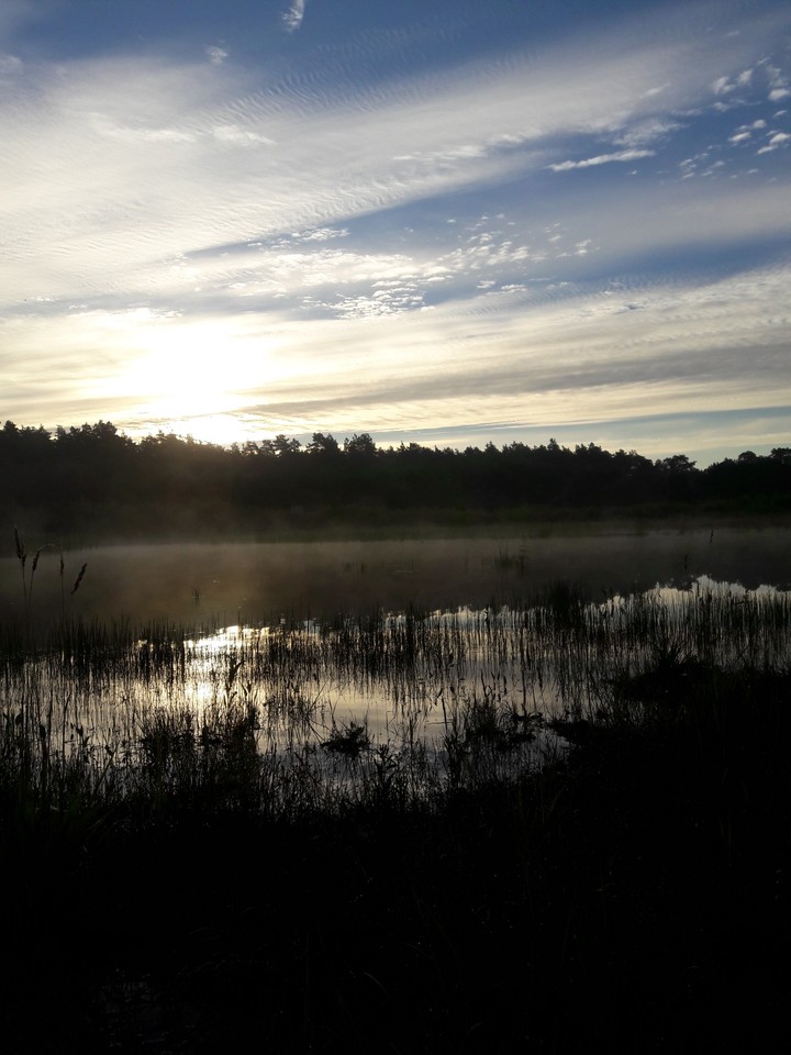 forest lake
