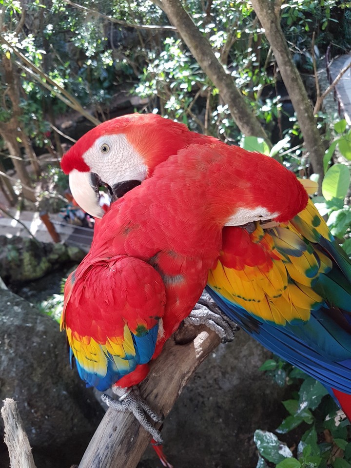 Guacamaya Roja