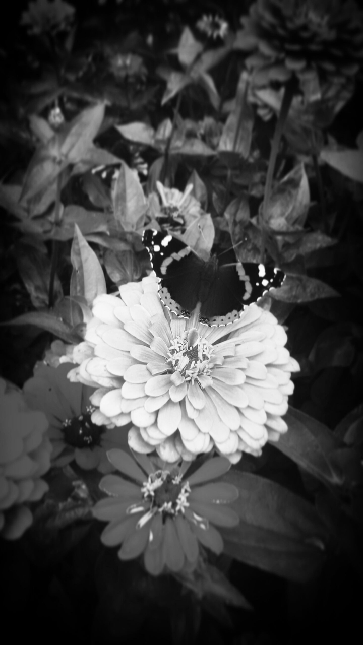 beautiful butterfly among the flowers