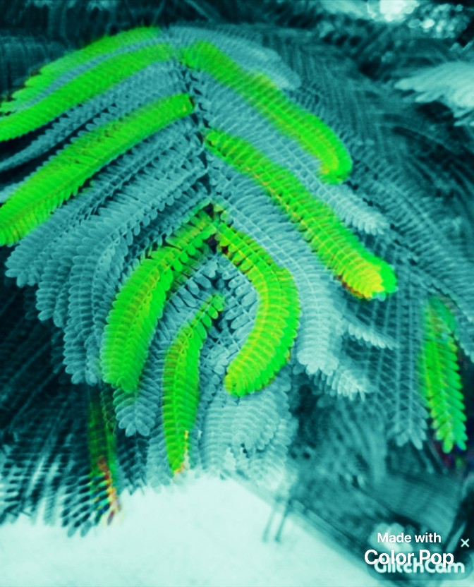 leaf