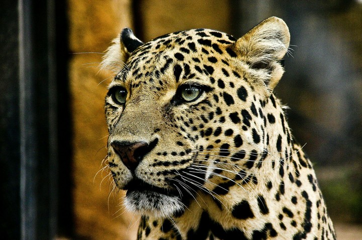 Gepard