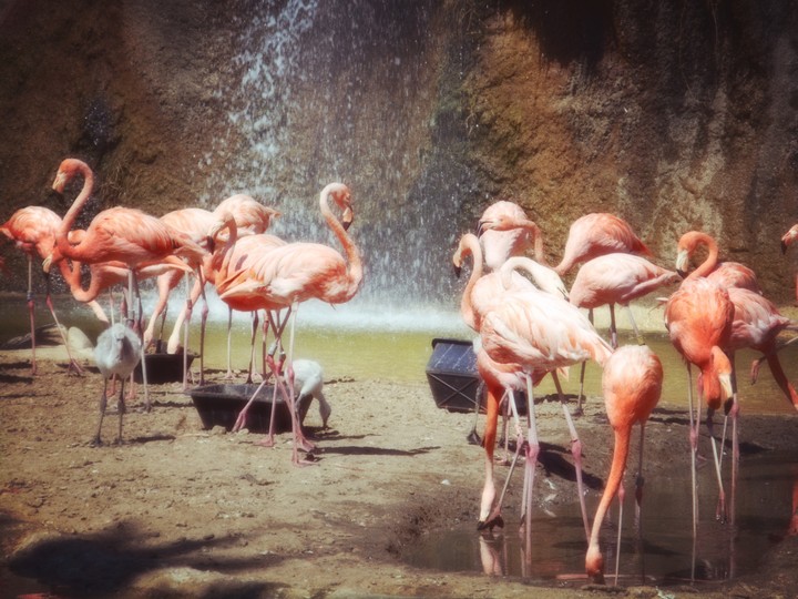 flamant rose