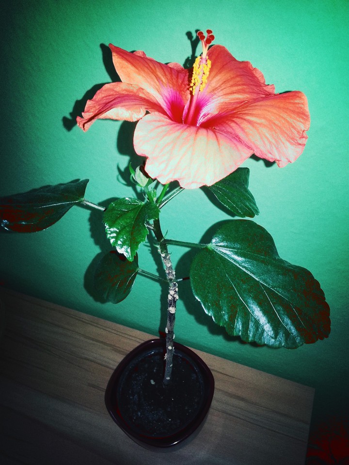 Hibiscus