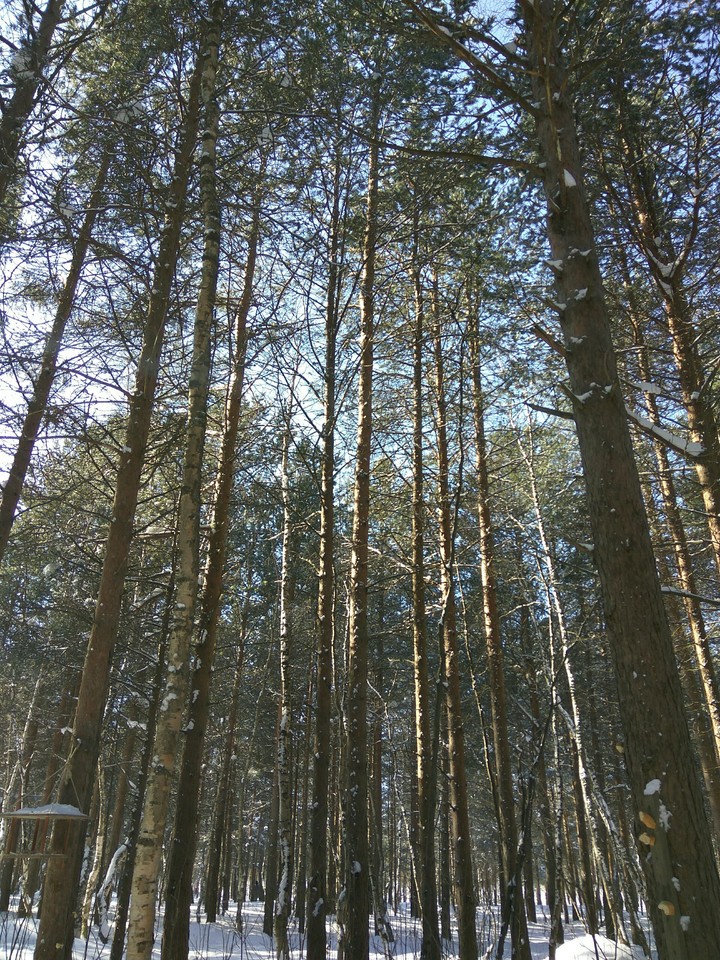 лес