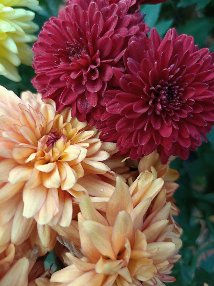chrysanthemums