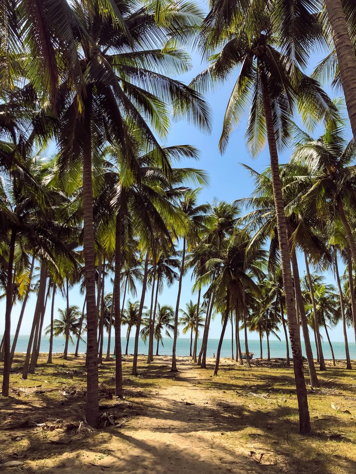Palms in Vietnam