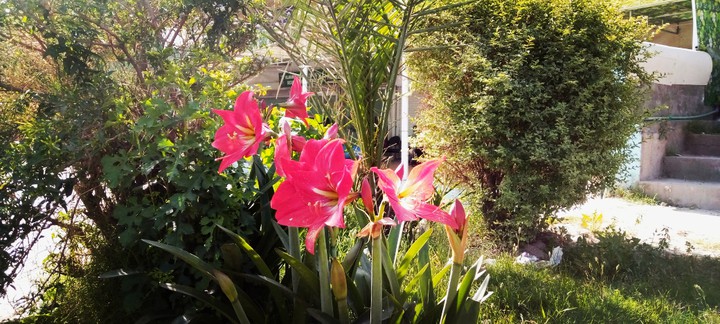 Red Flowers