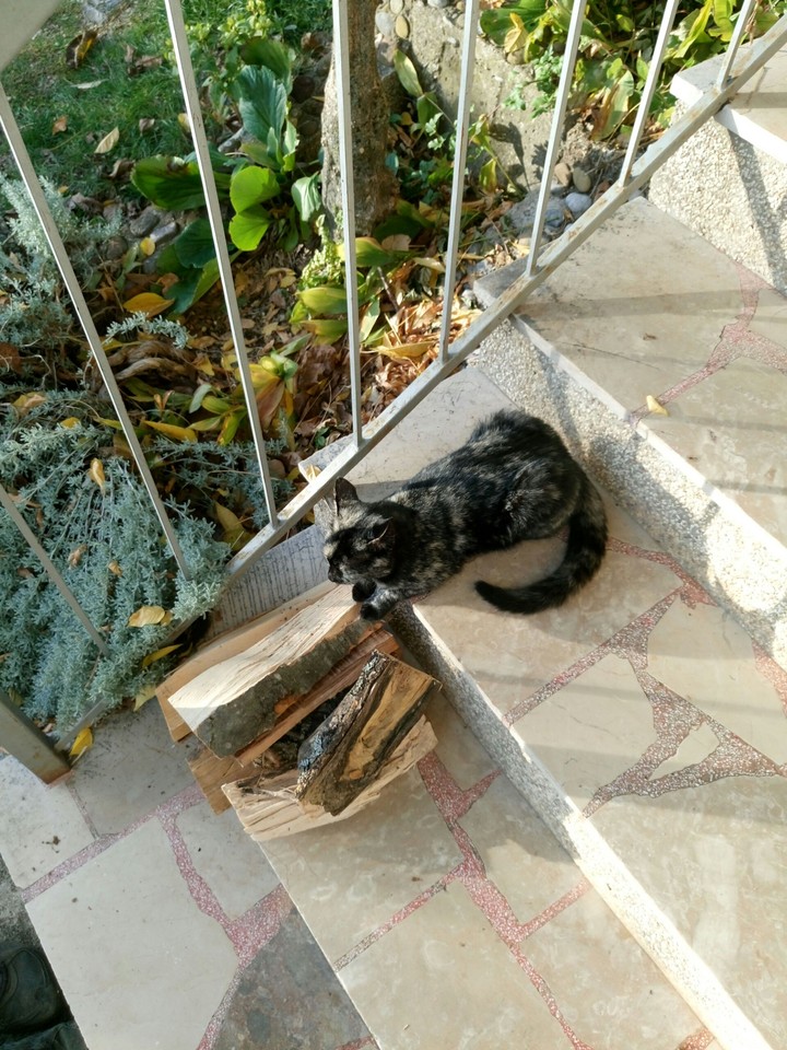 kitten...