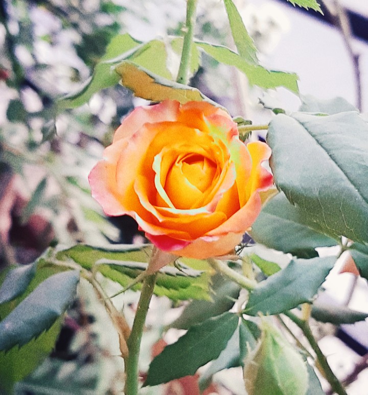 beauty