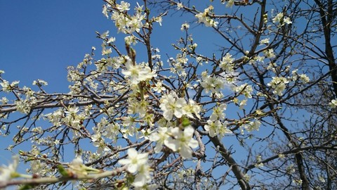 spring