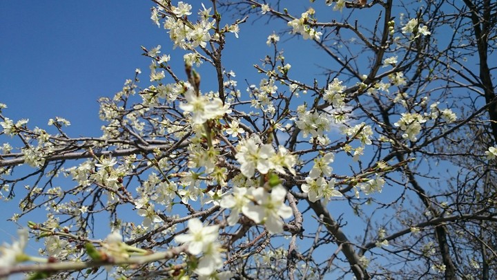 spring