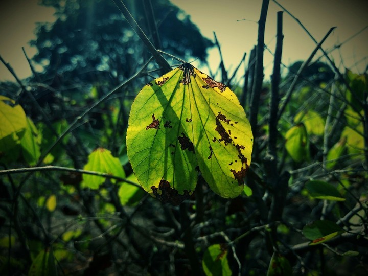 leaf