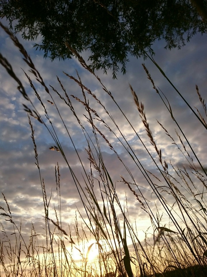 Gräser in Abendstimmung 2