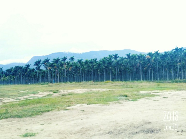 coconuts