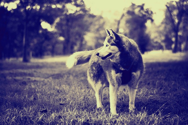 wolf