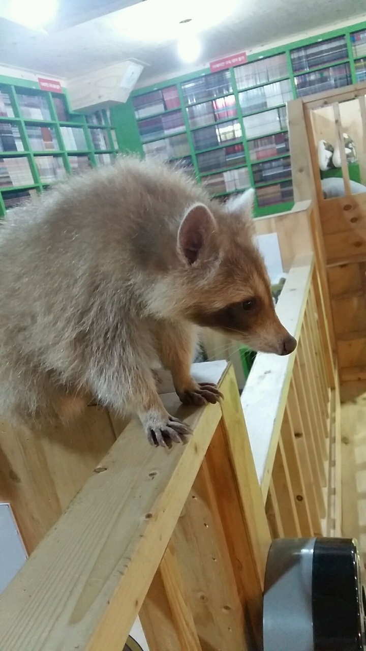 at raccoon cafe