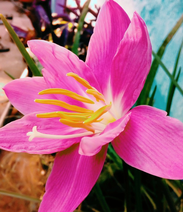 tyulip