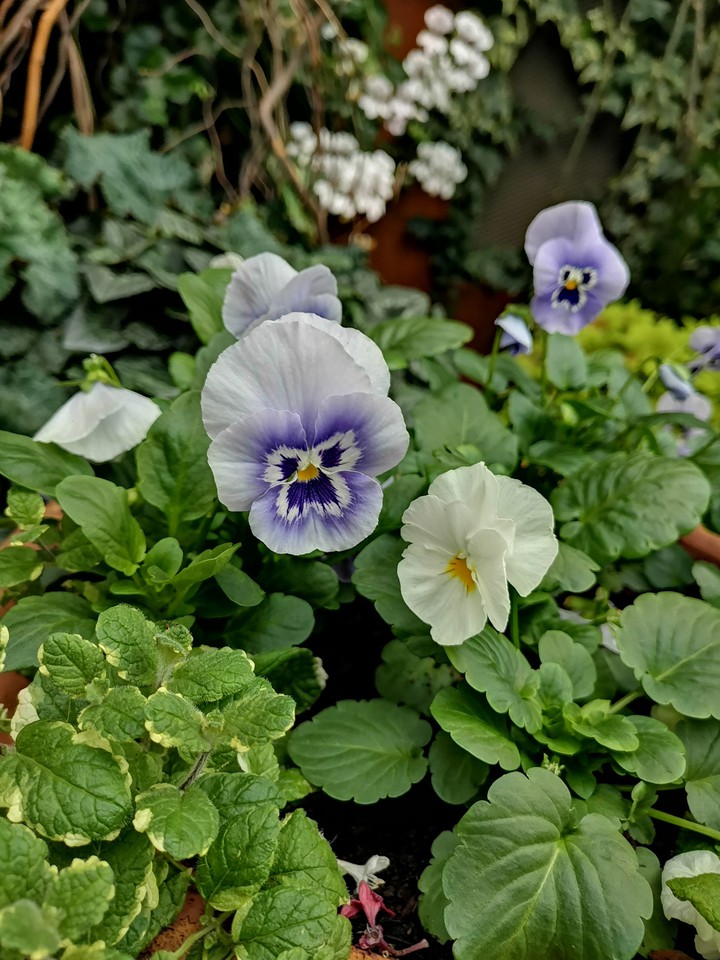 flower