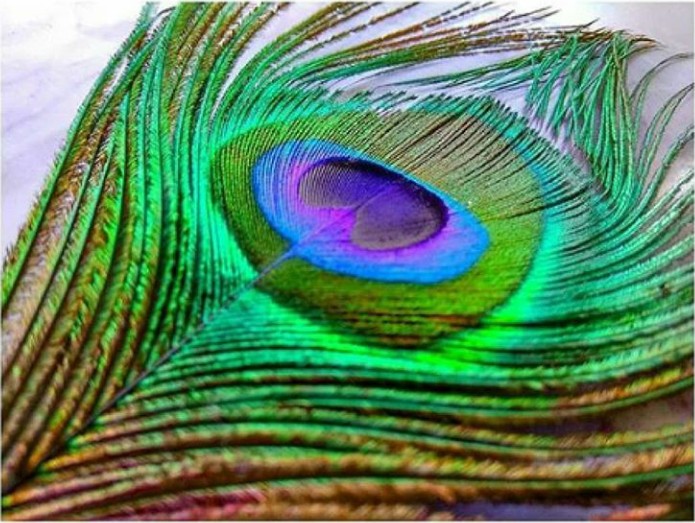 Peacock feather