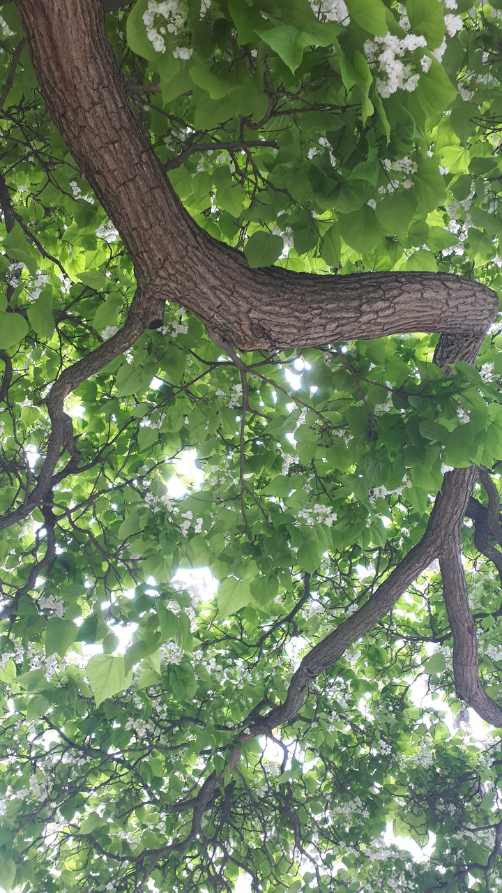 a tree I stood under