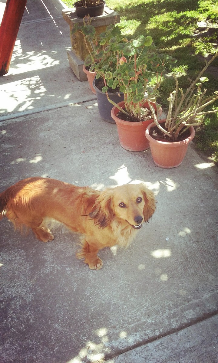 my other dog