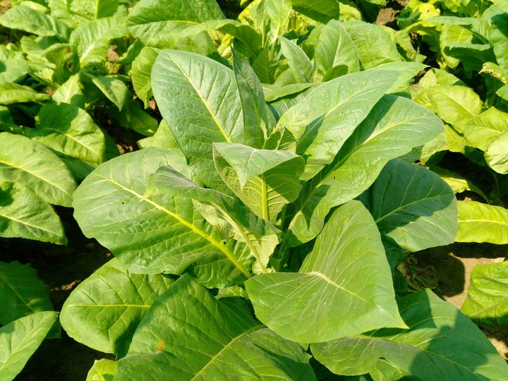 তামাক গাছ