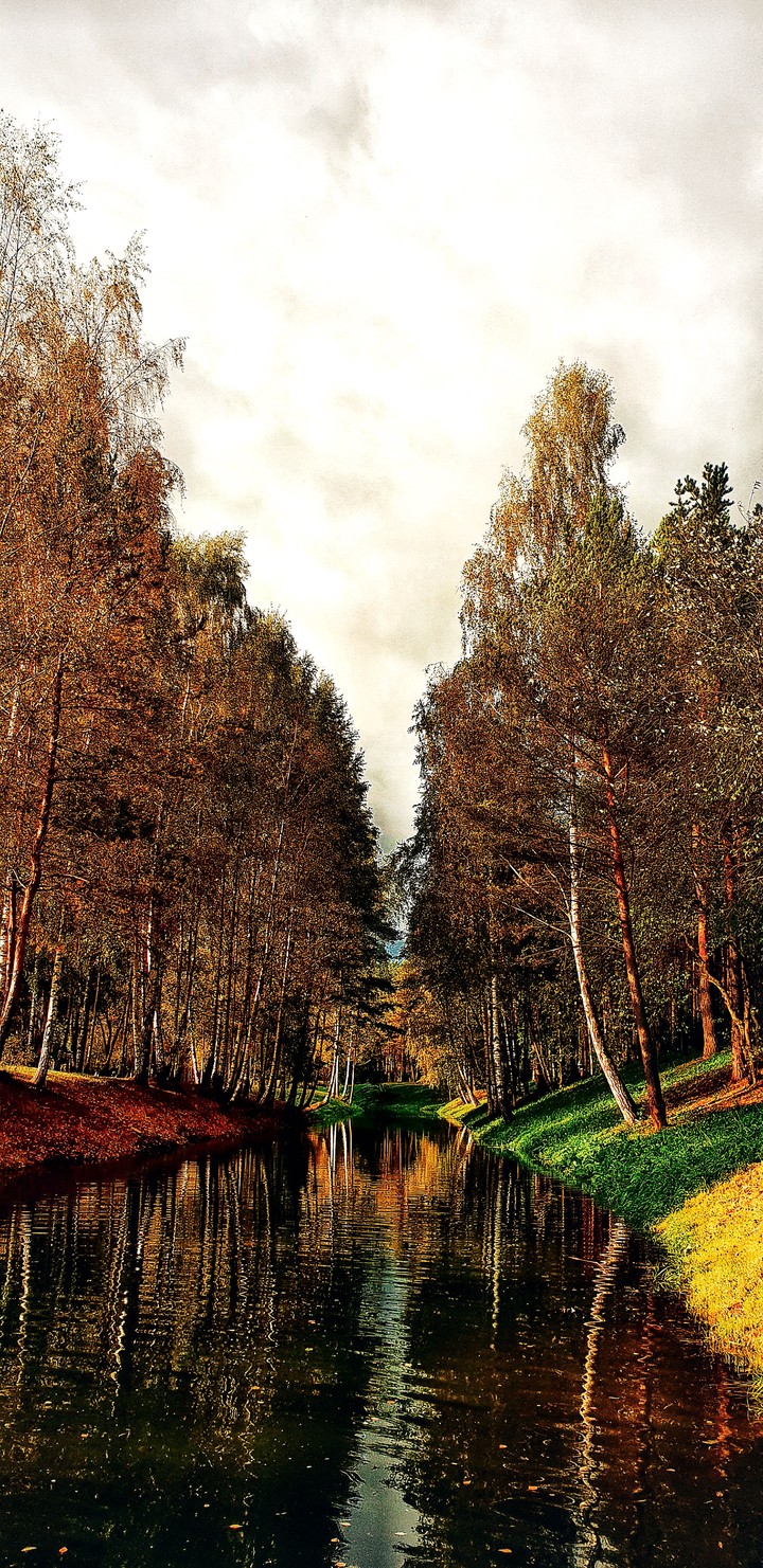 river in the forest