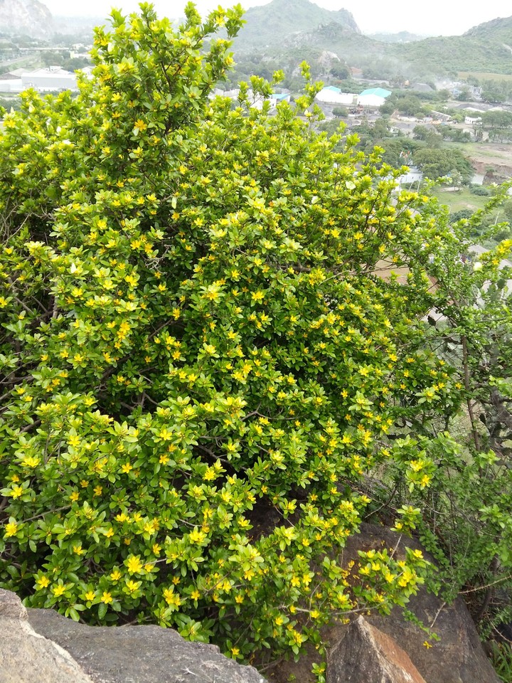 tree