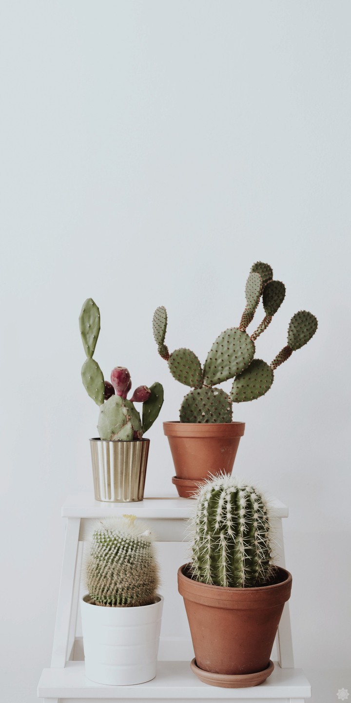 Cactuses