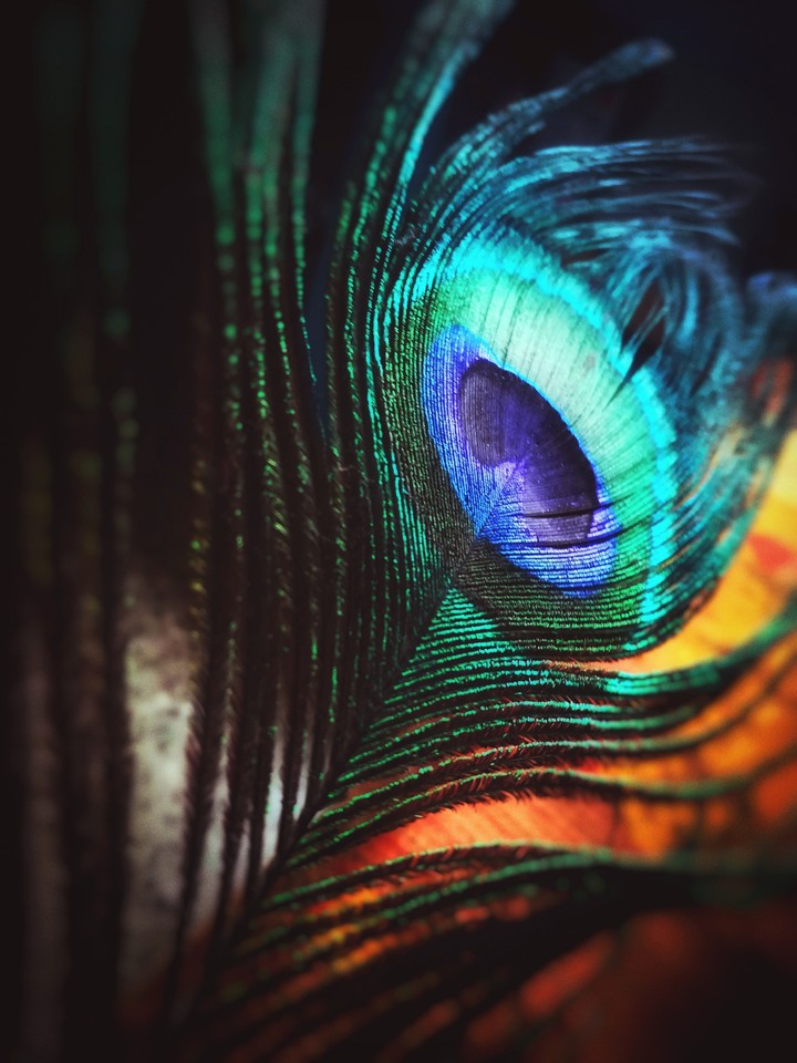 Plume de paon