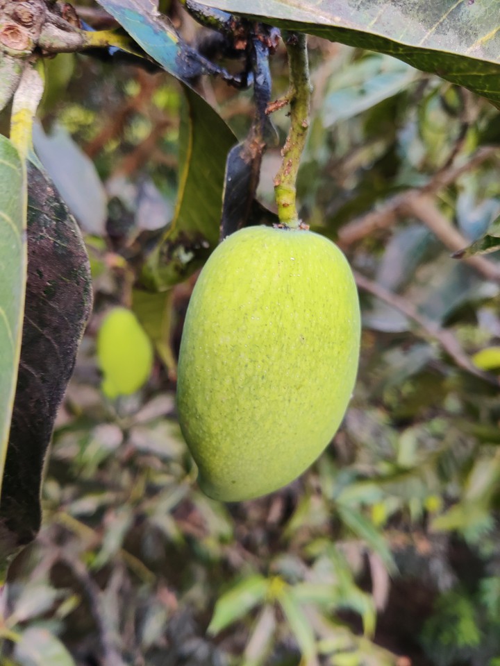 mango