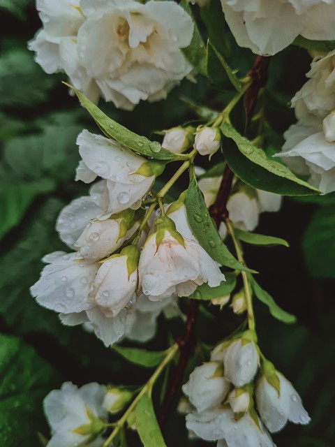 Jasmine