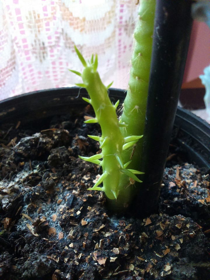 cactus 