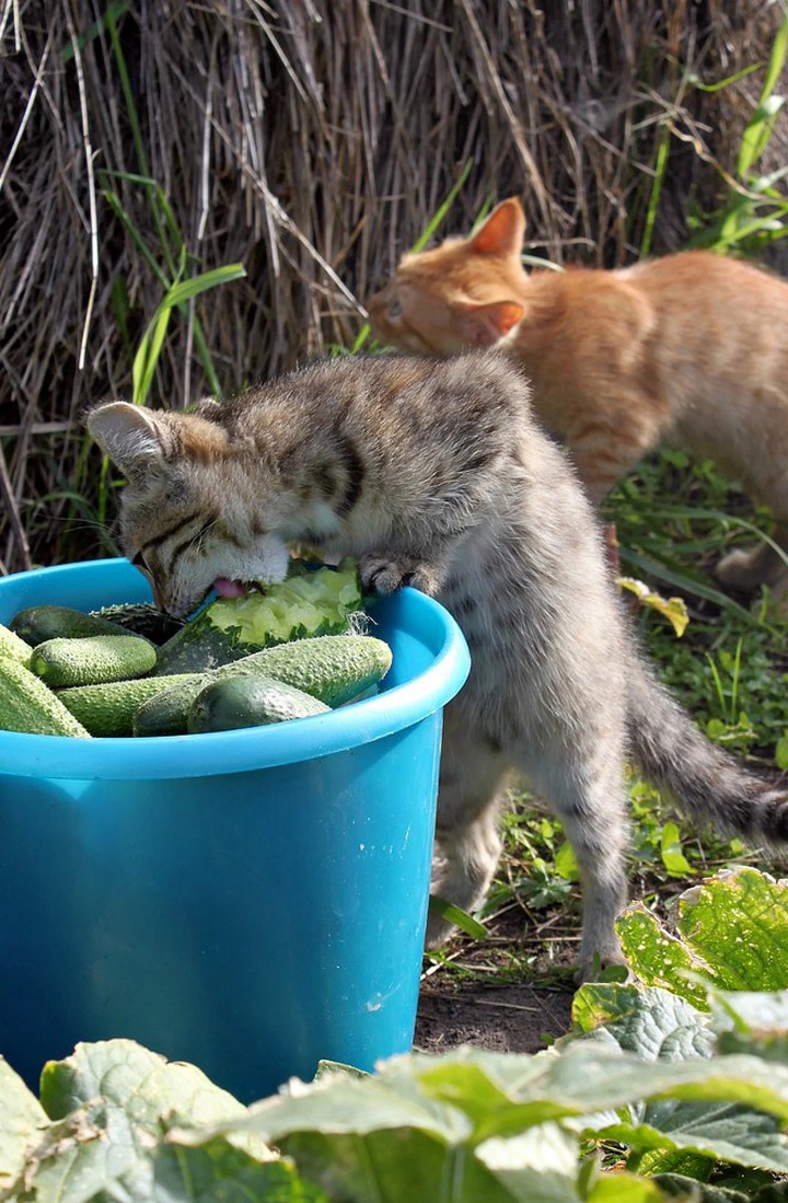 delicacy