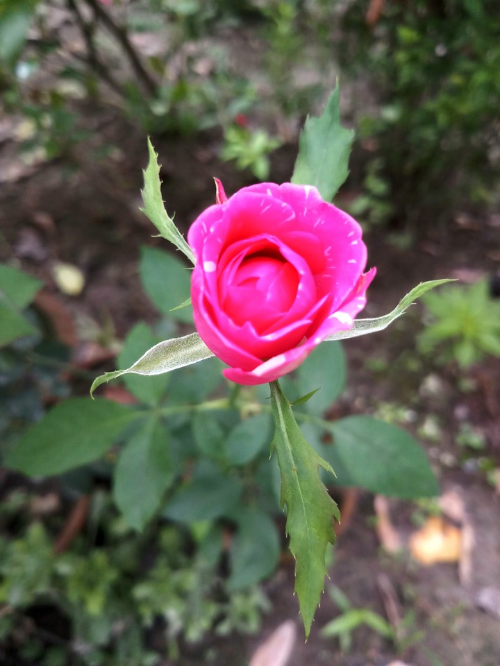 pink Rose