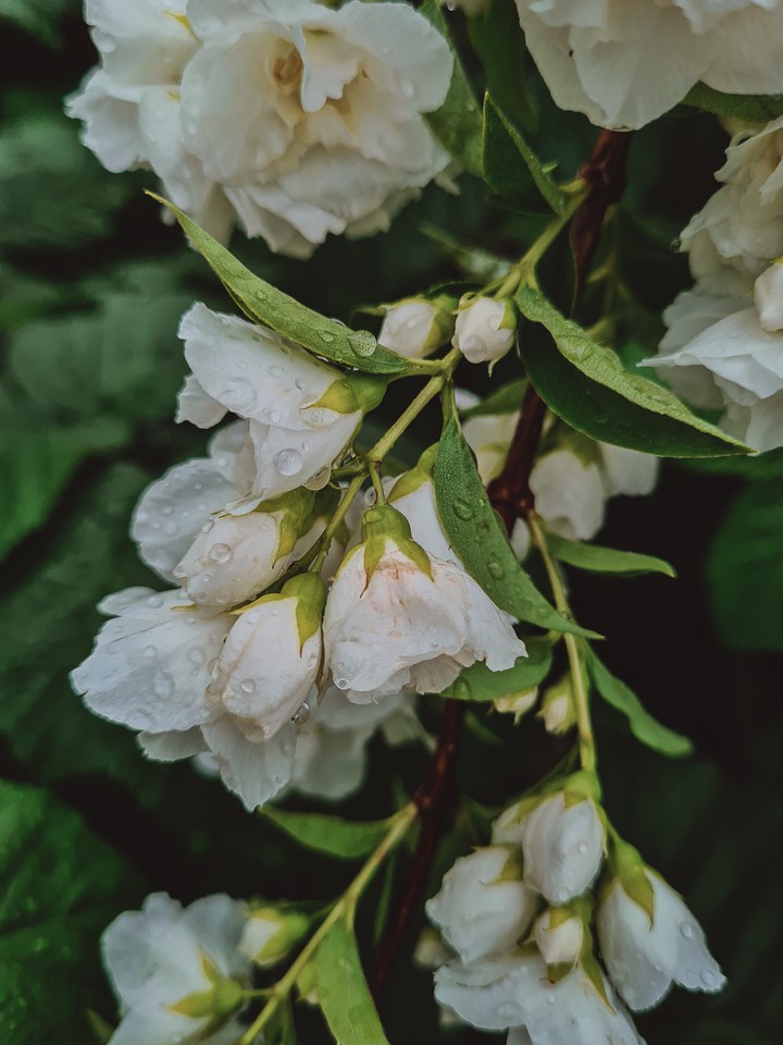 Jasmine