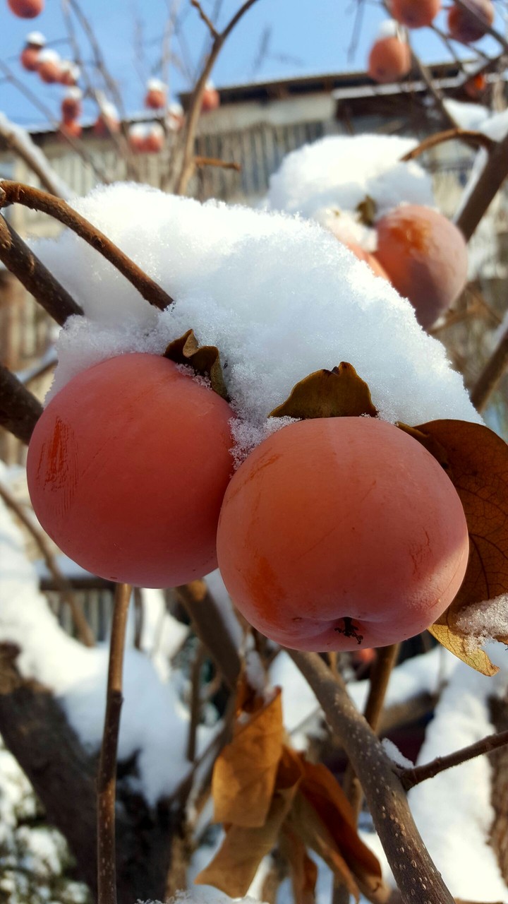 Persimmon