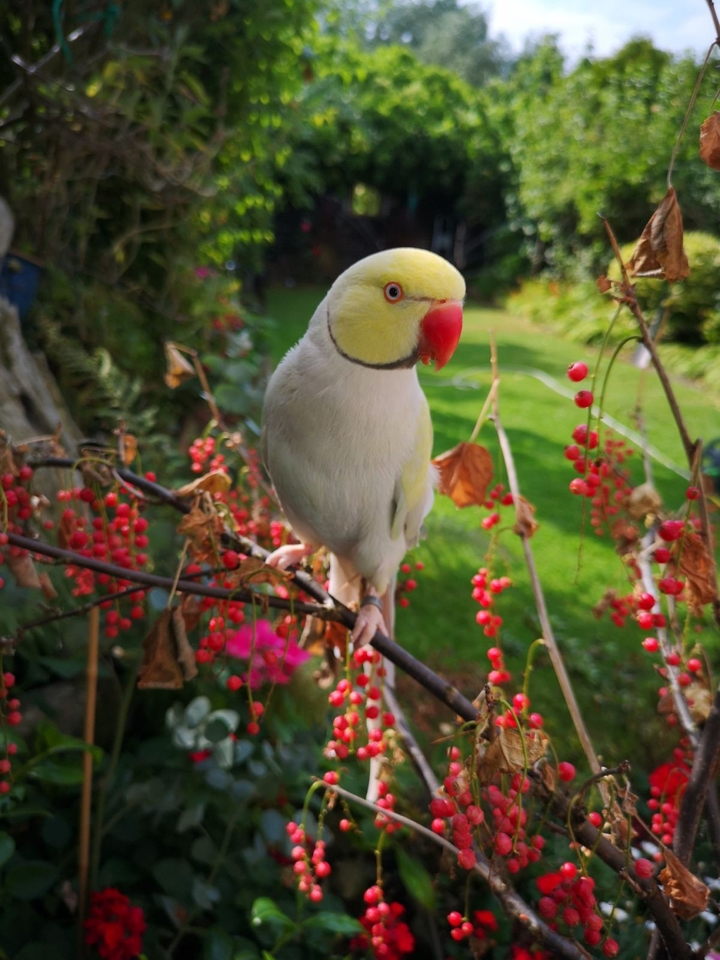 Parrot