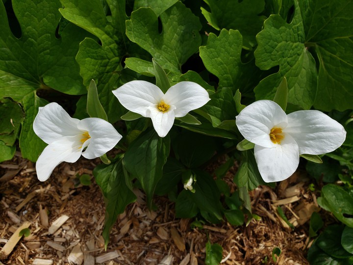 trillium