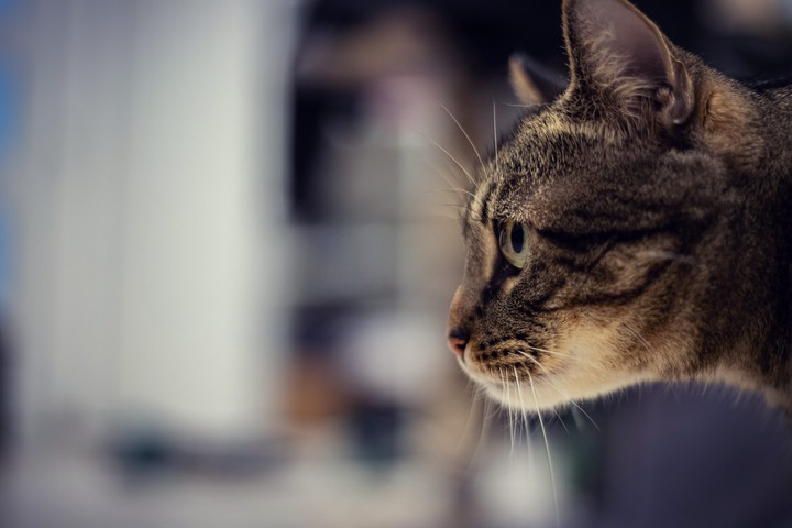 cat