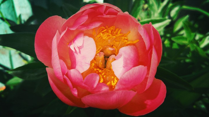 floyer
